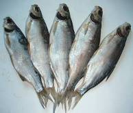 drying of fish processing