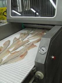 injector fish needles
