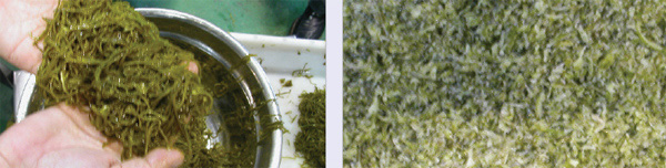 Slicer seaweed
