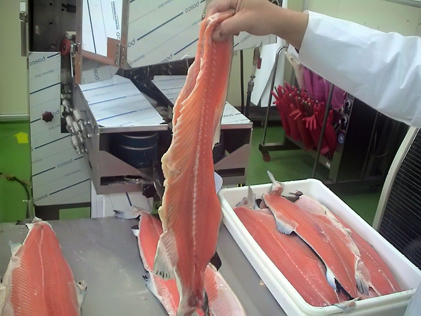 Filleting Salmon Processing