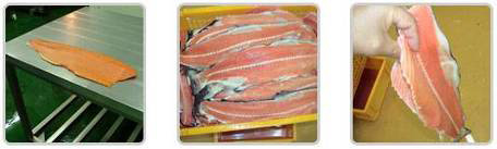 Filleting salmon